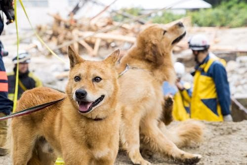 災害救助犬育成のため、FIATのサポートでクラウドファンディングを開始！